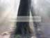 Tree Shade 2 - Haigh Hall.jpg (116kb)